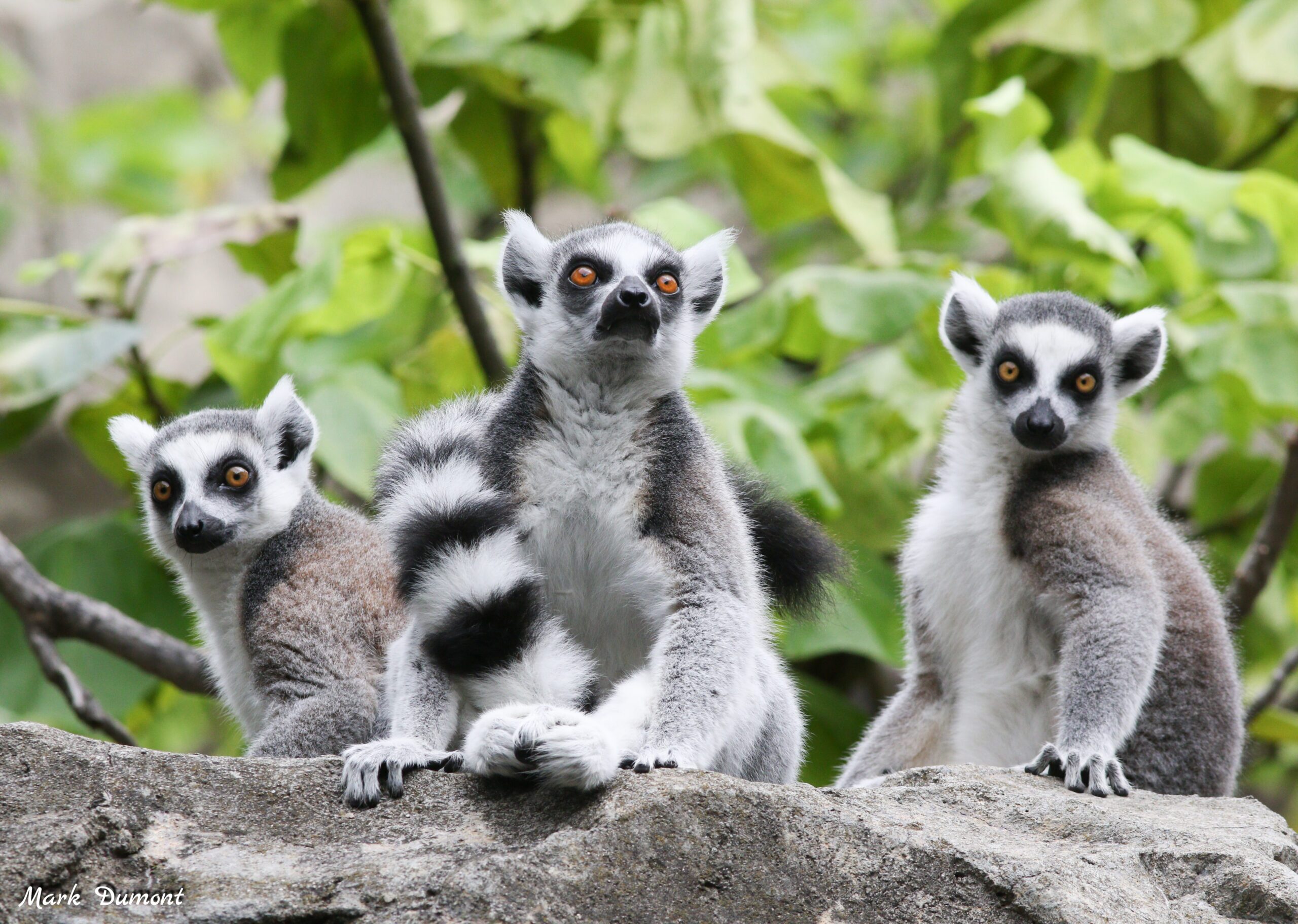 Lemur Lookout