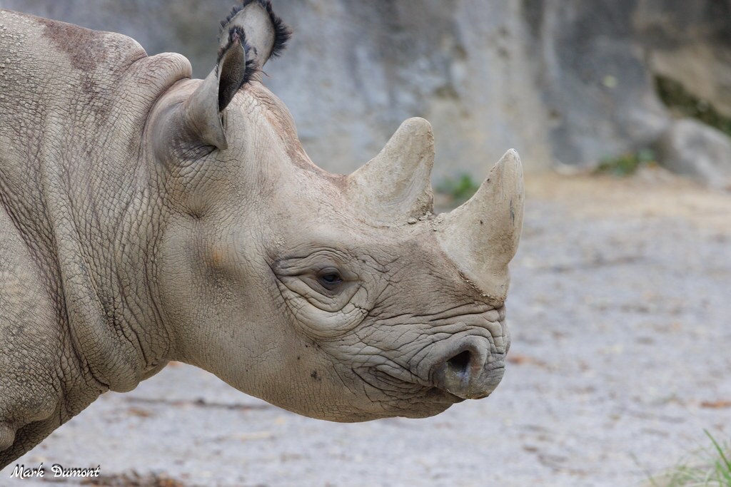 Rhino Reserve