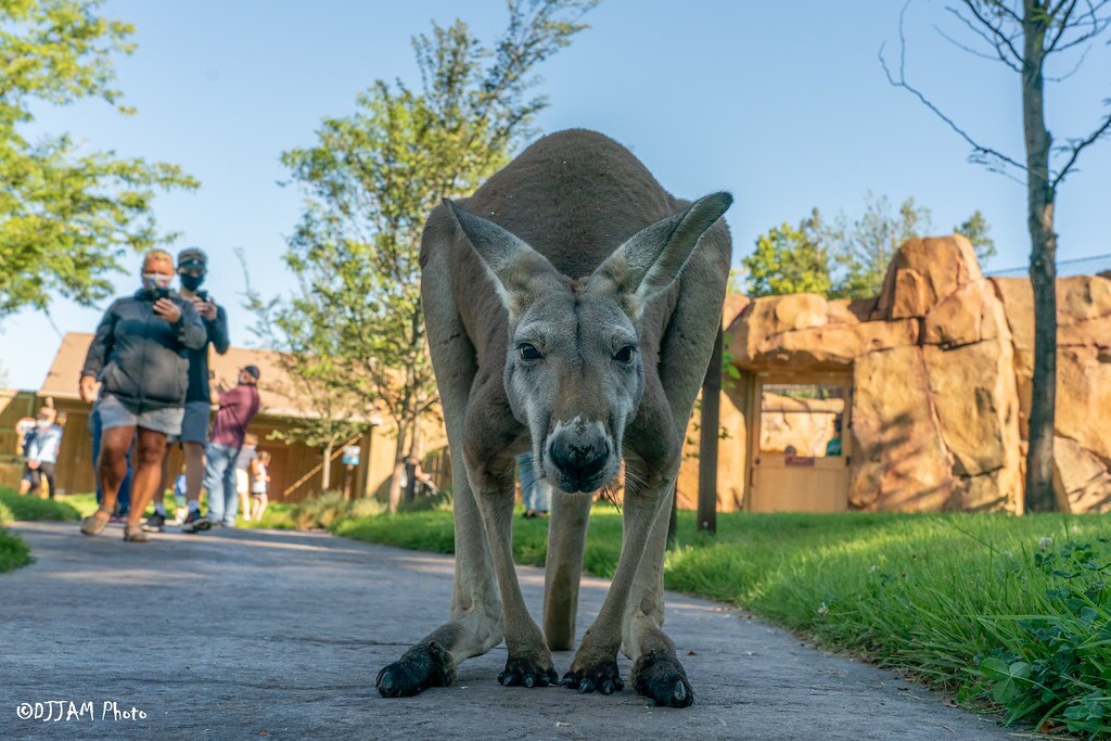 Roo Valley