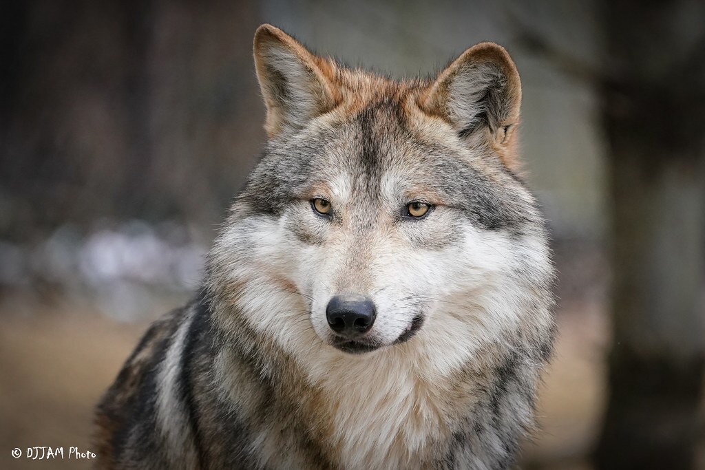 mexican wolf