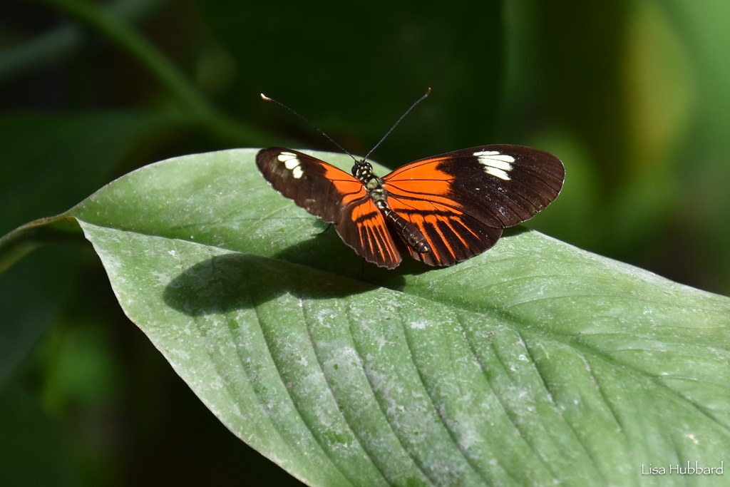 orange black and white butterfly