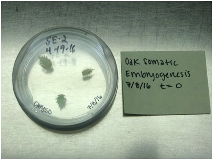 Small oak leaves used to initiate somatic embryogenesis