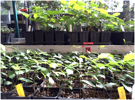 Oak seedlings in the CREW greenhouse