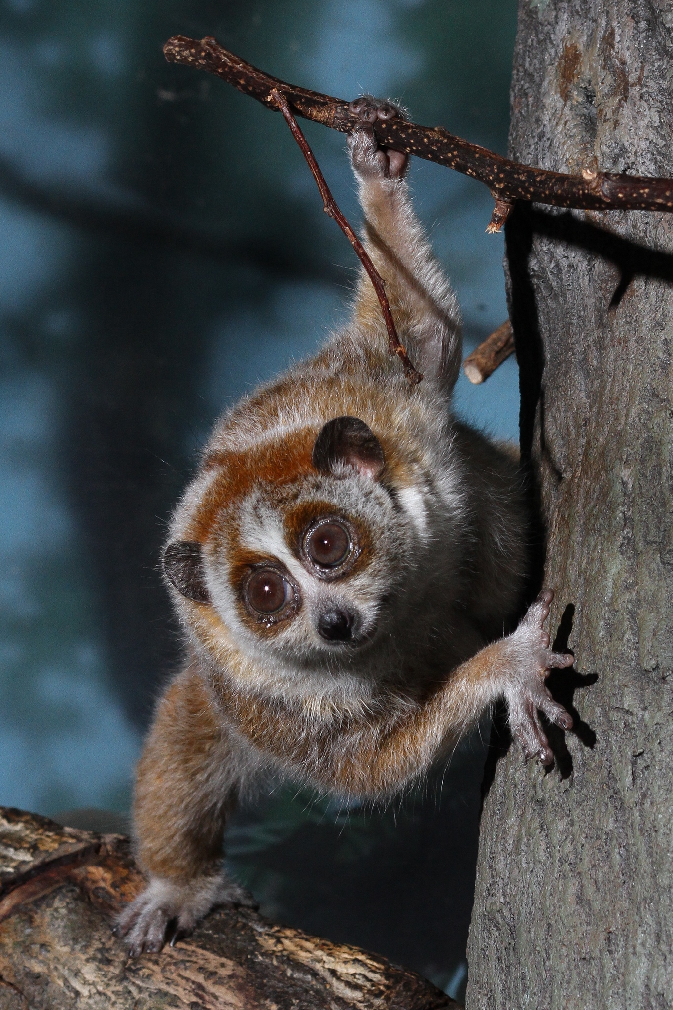 slow loris