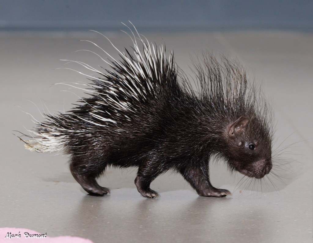 baby porcupine violet