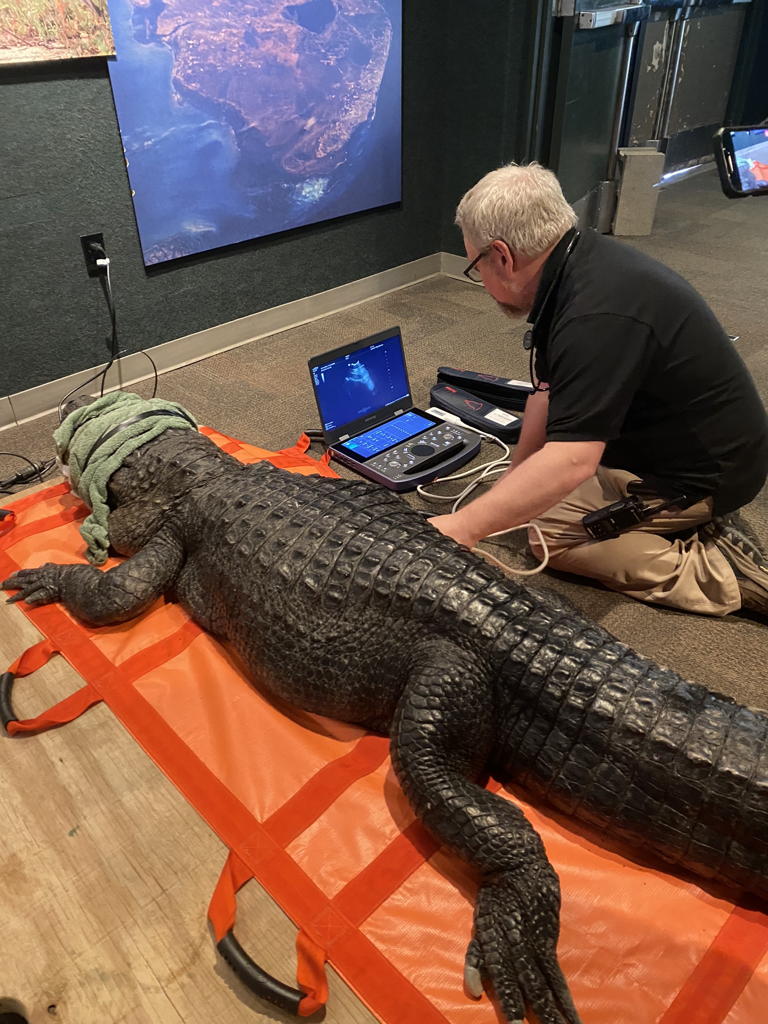 Alligator Ultrasound