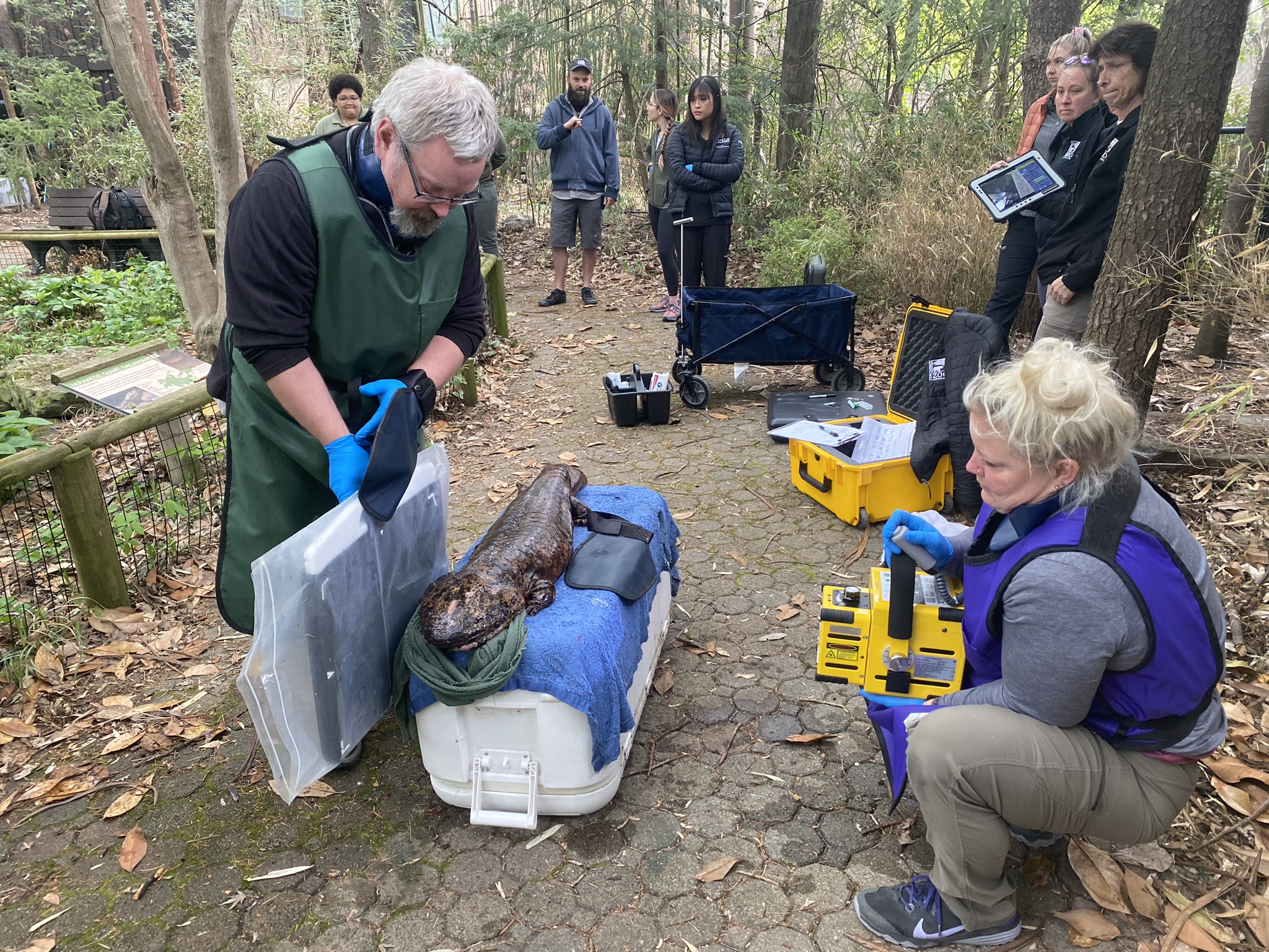 vet x-raying a salamander