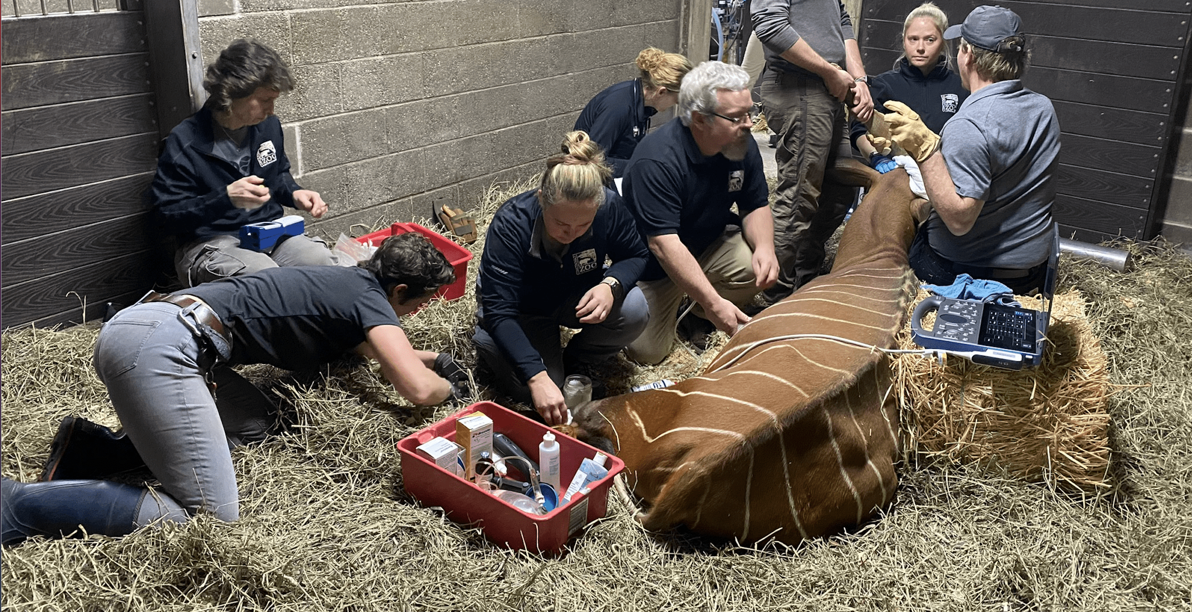 vets examining a bongo