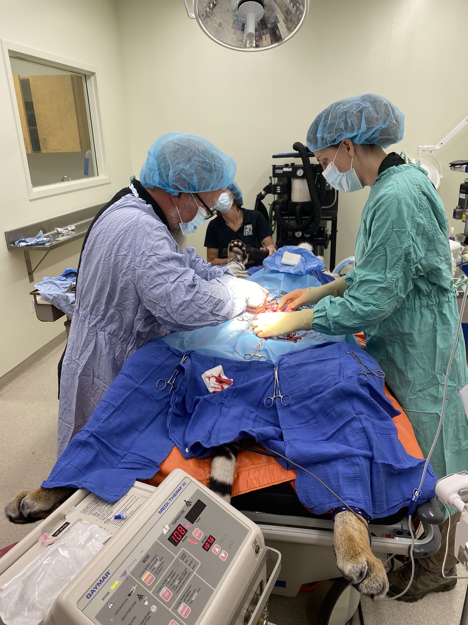 vet performing a Tiger Surgery