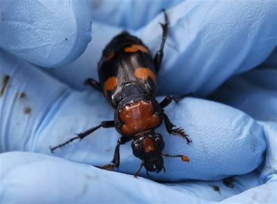 Hundreds of American Burying Beetles Released to Help Restore Rare Species in Ohio