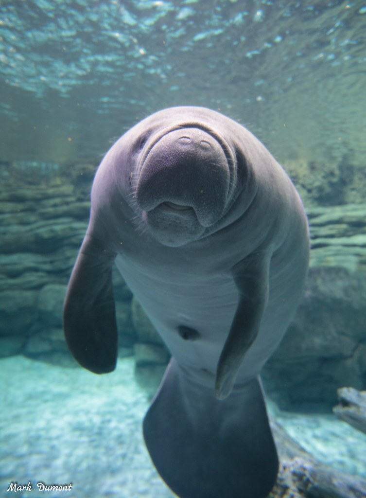 manatee
