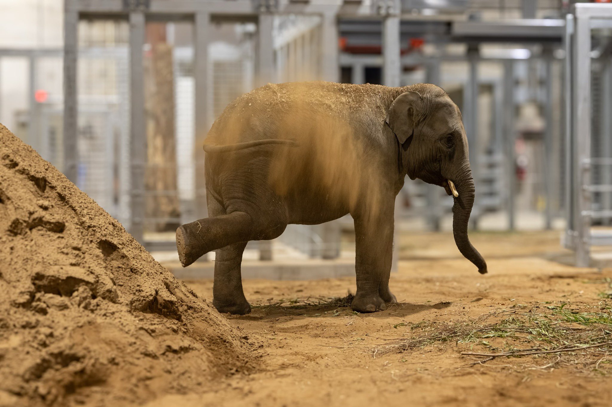 Guardians of Giants: A Glimpse into the Zoo’s Dedication to Elephant Wellness