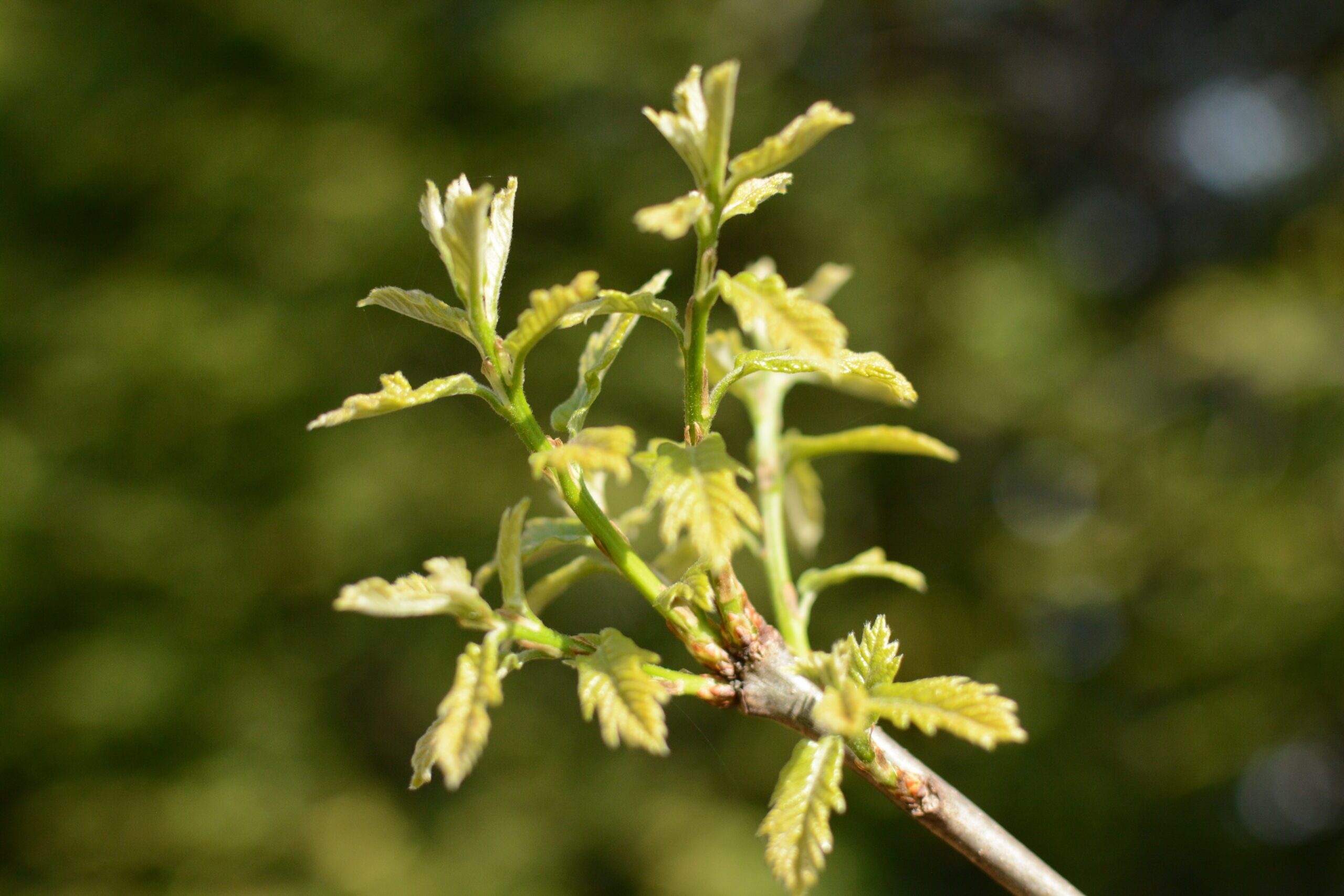 oak