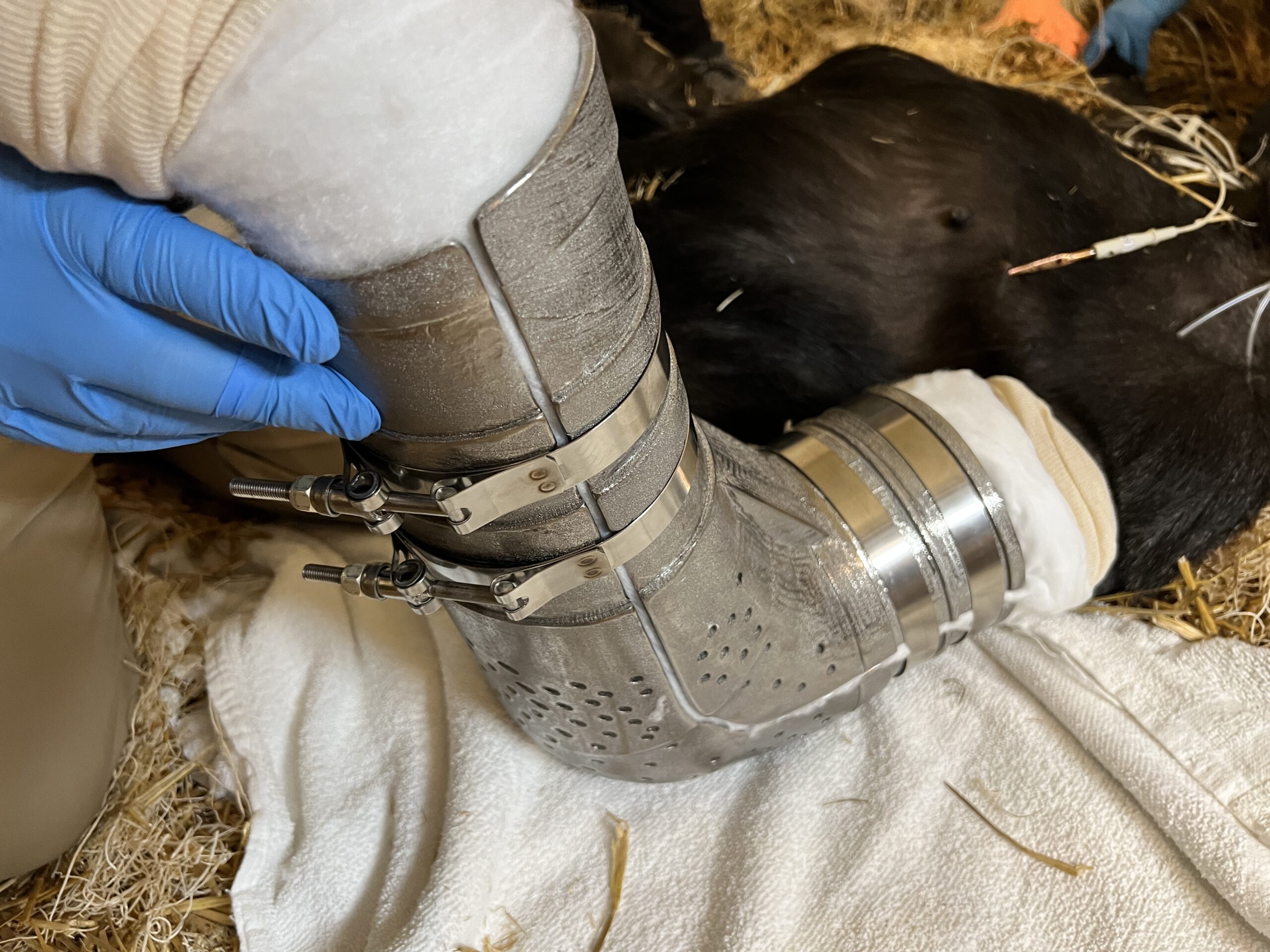 Cincinnati Zoo Gorilla Gladys Gets Gorilla-Grade Cast Thanks to GE Additive