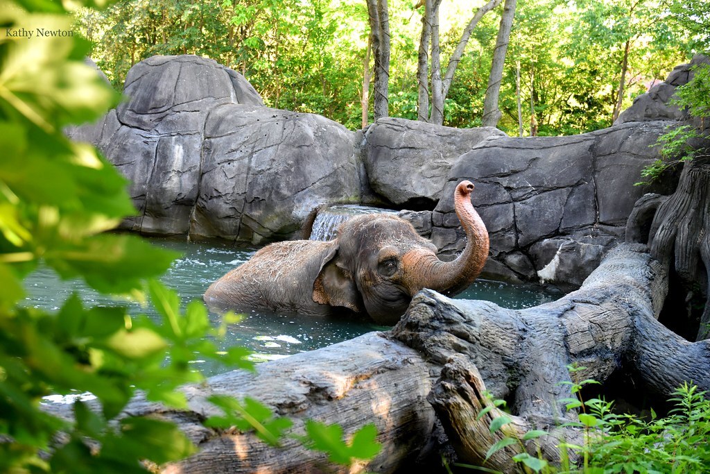 jati elephant swimming in pool