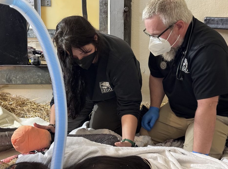Checkup Shows Young Gorilla’s Titanium Cast is Doing What it Was Specially Designed to Do