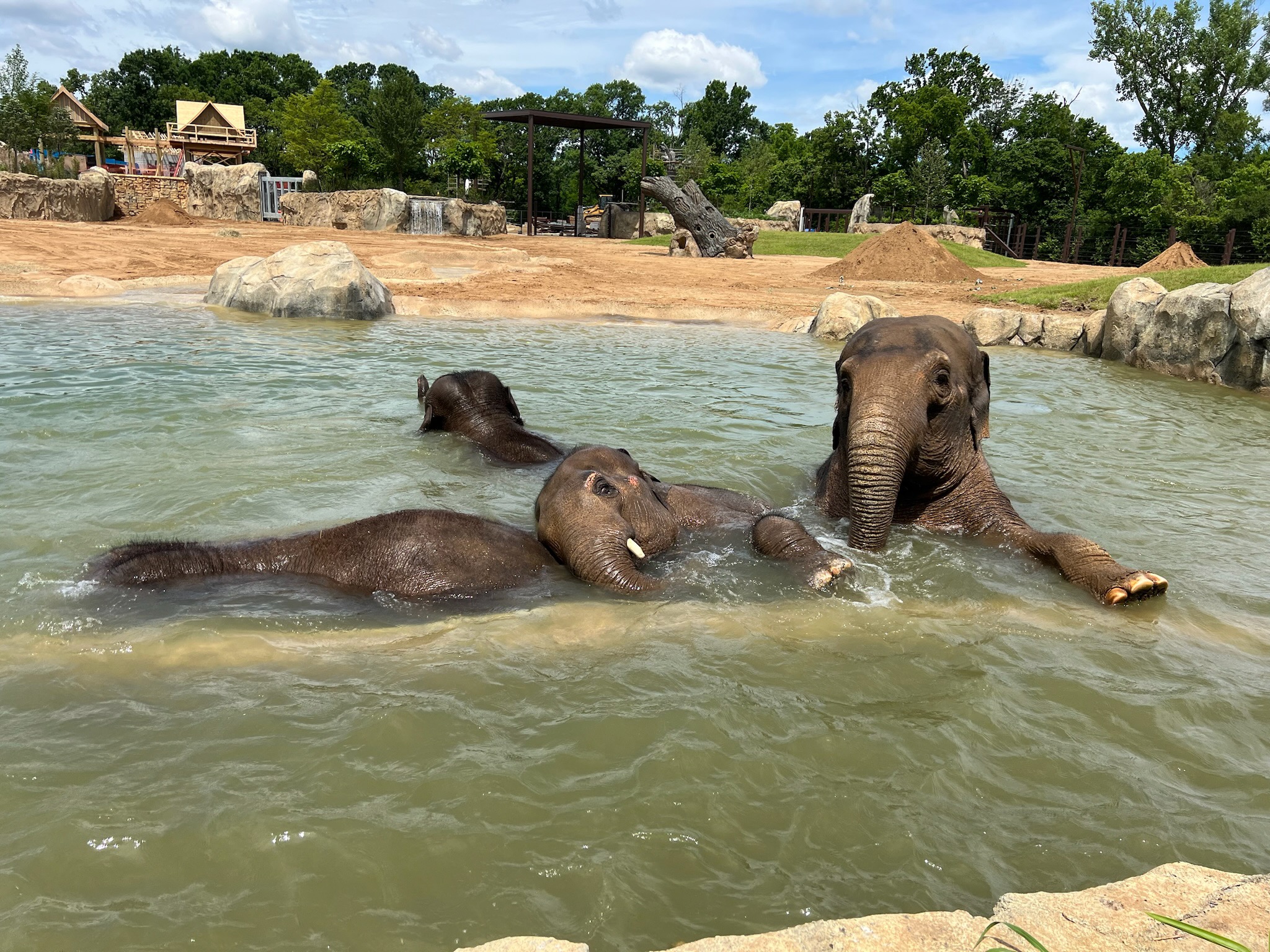 Cincinnati Zoo Takes Proactive Health Measures to Protect Elephant Herd