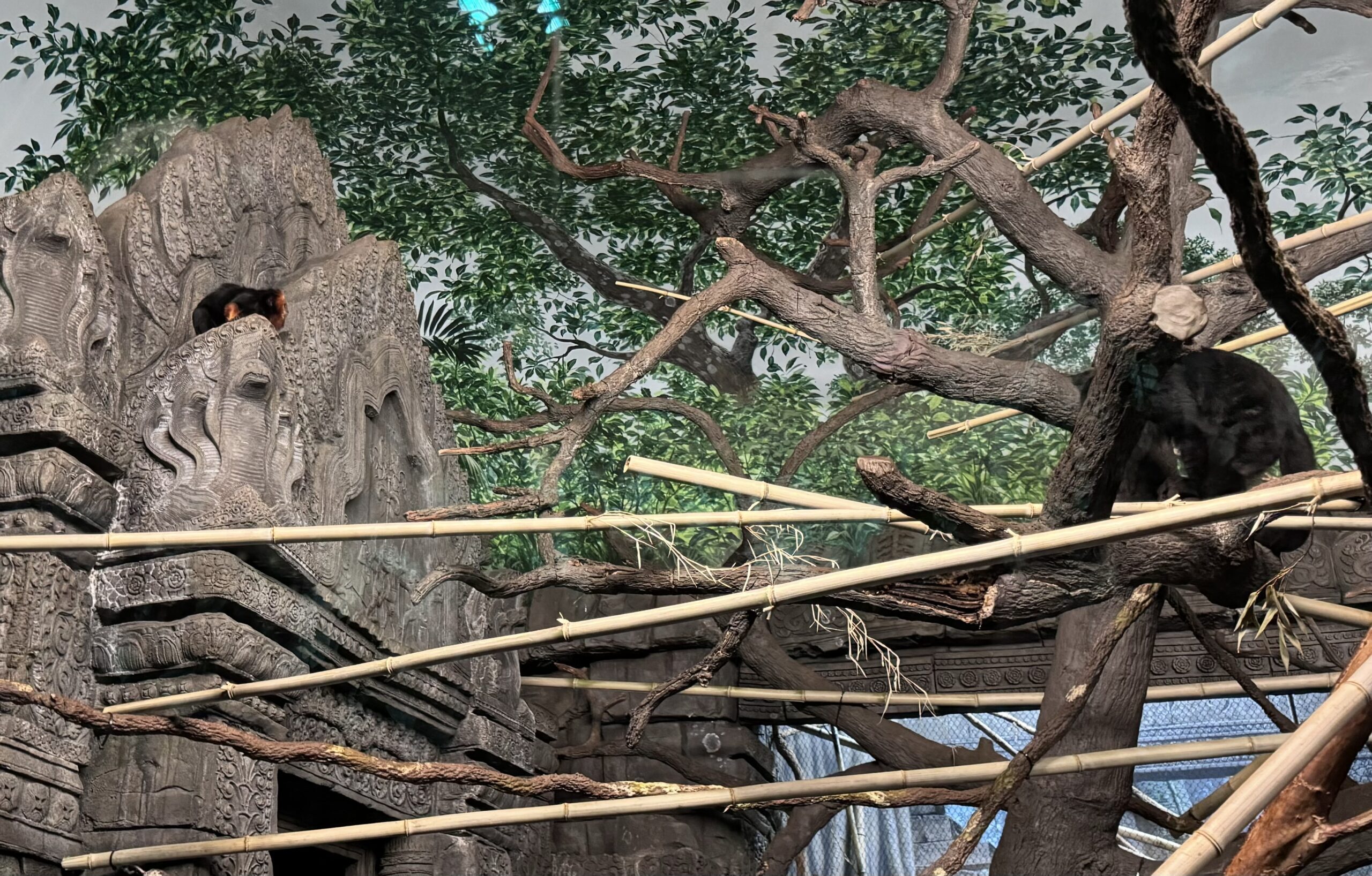 Primate Gets New Roommate in Jungle Trails