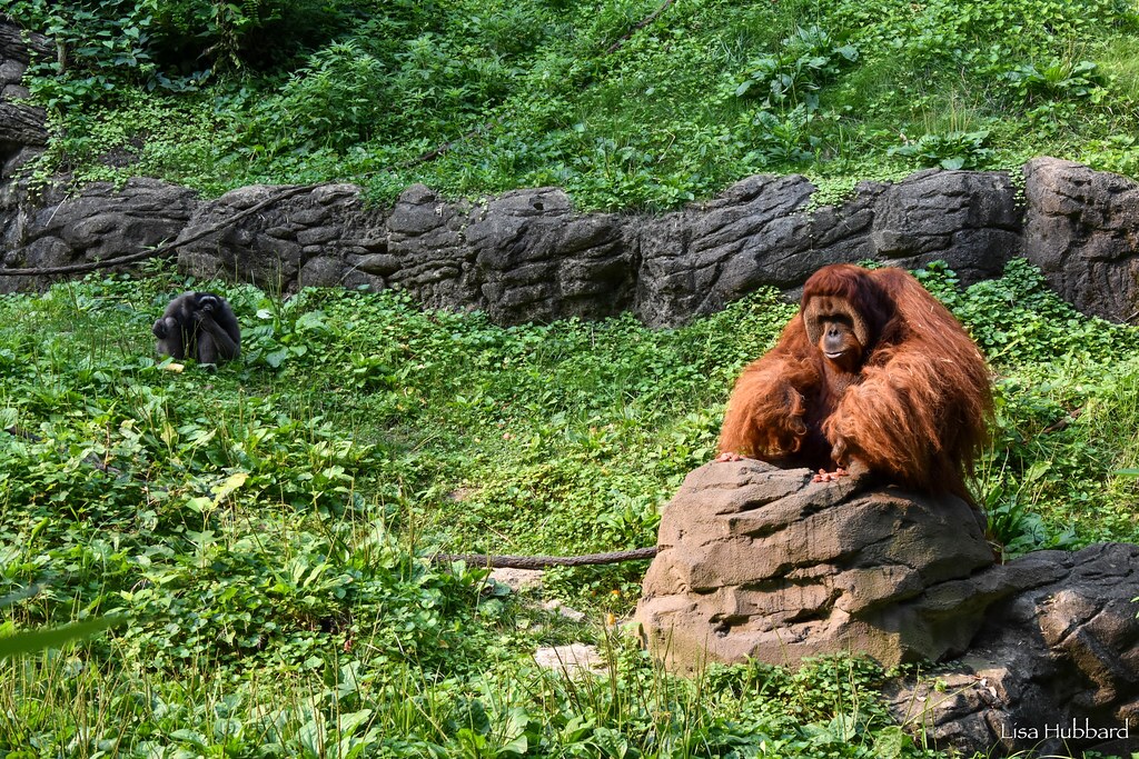 Journey to Malaysia: Exploring Orangutan Conservation on World Orangutan Day