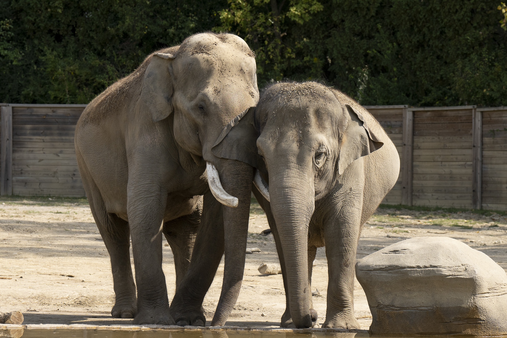 Two Elephants are Expecting after Cincinnati Zoo’s Bull Elephant Sabu’s Sabbatical in Columbus