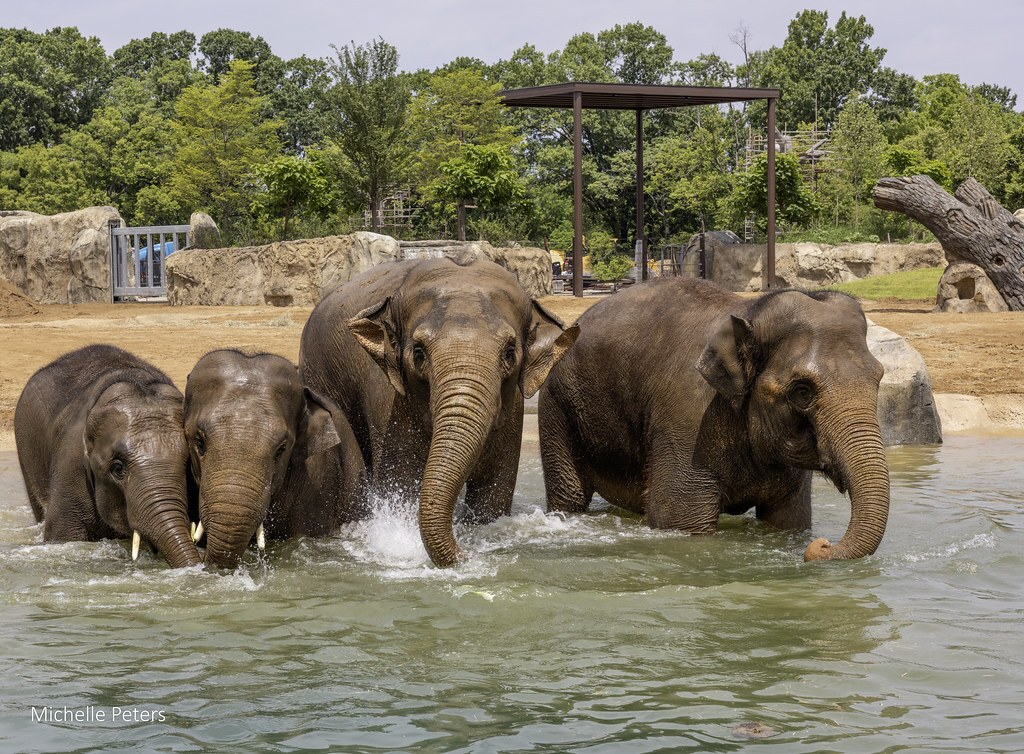 elephant