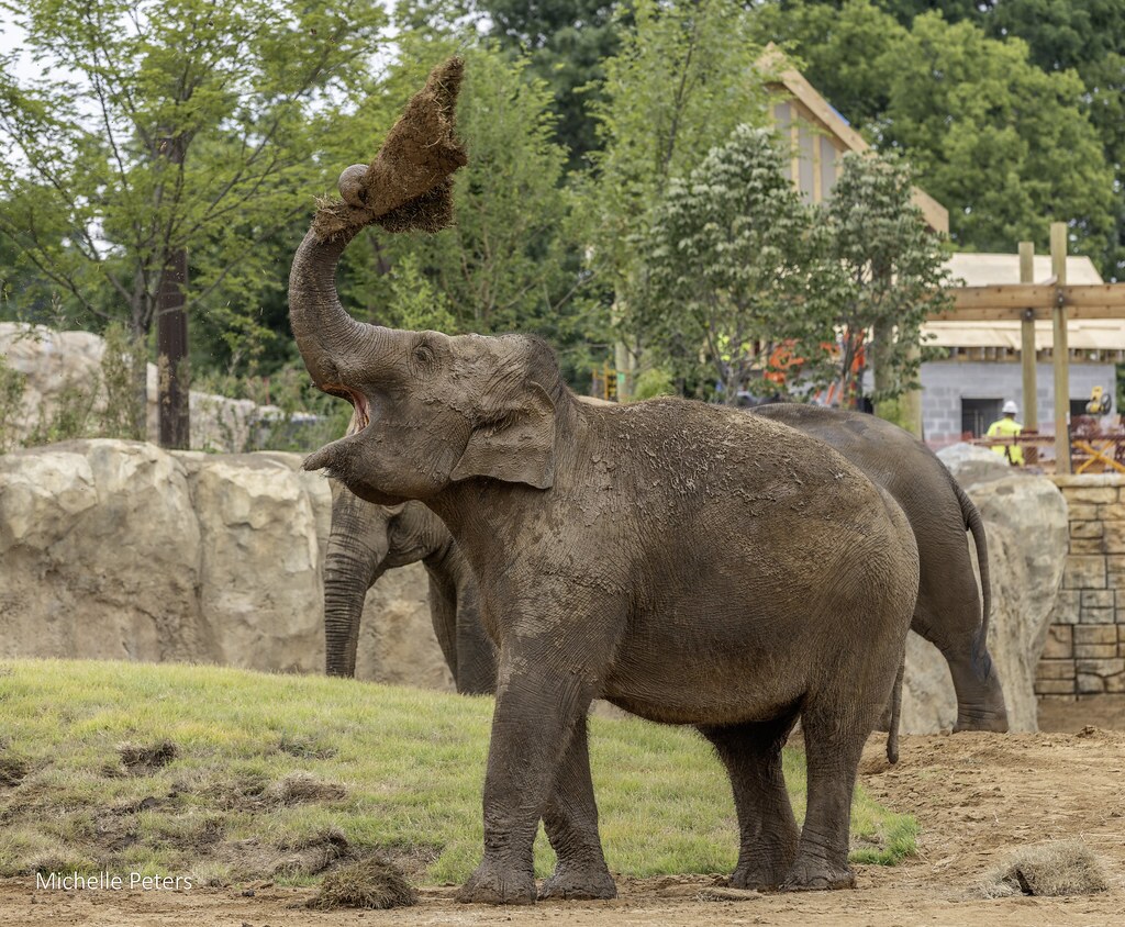 elephant