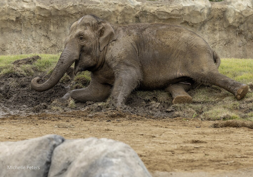 elephant