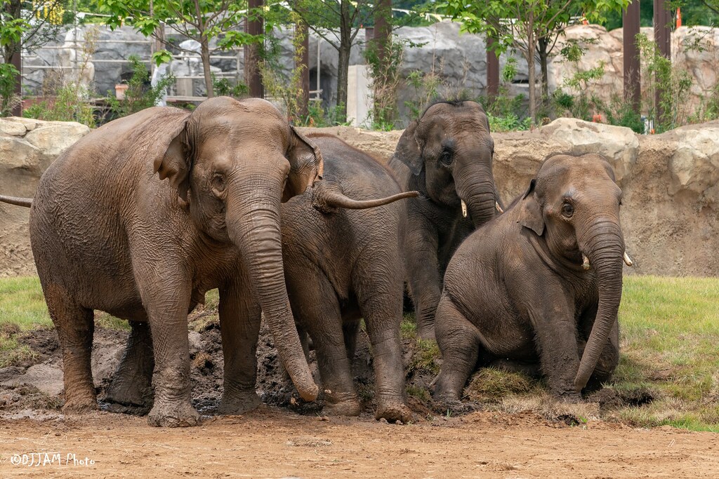 elephant
