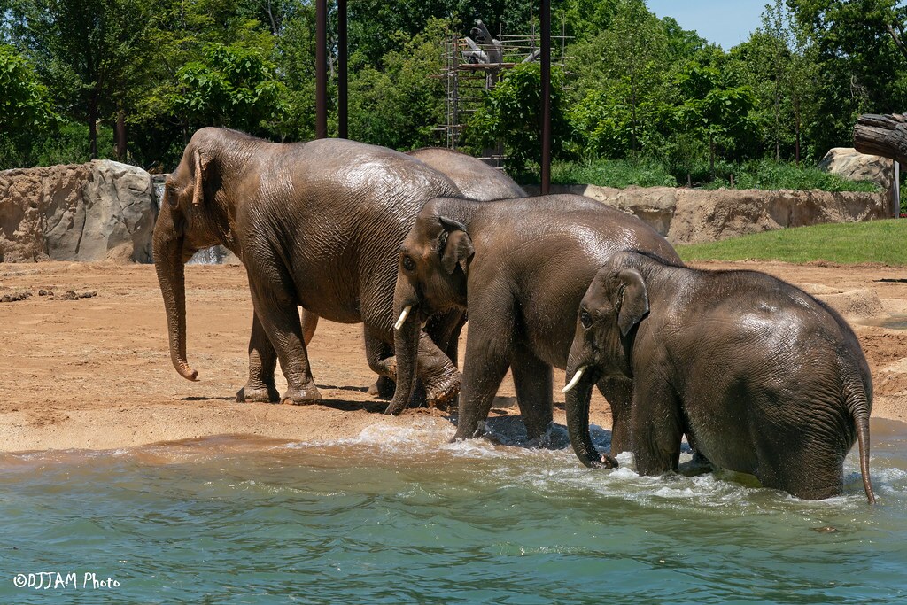 elephant