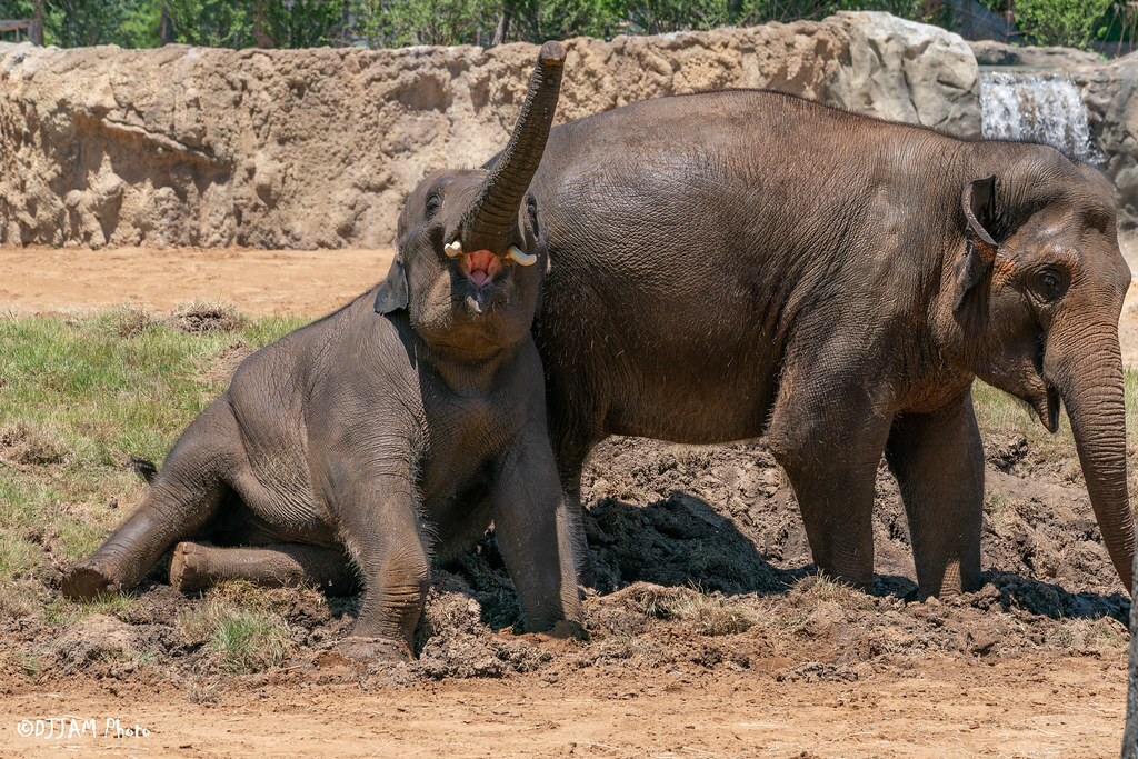 elephant