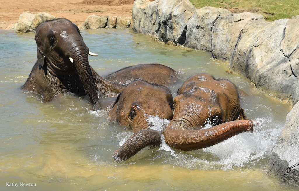 elephant