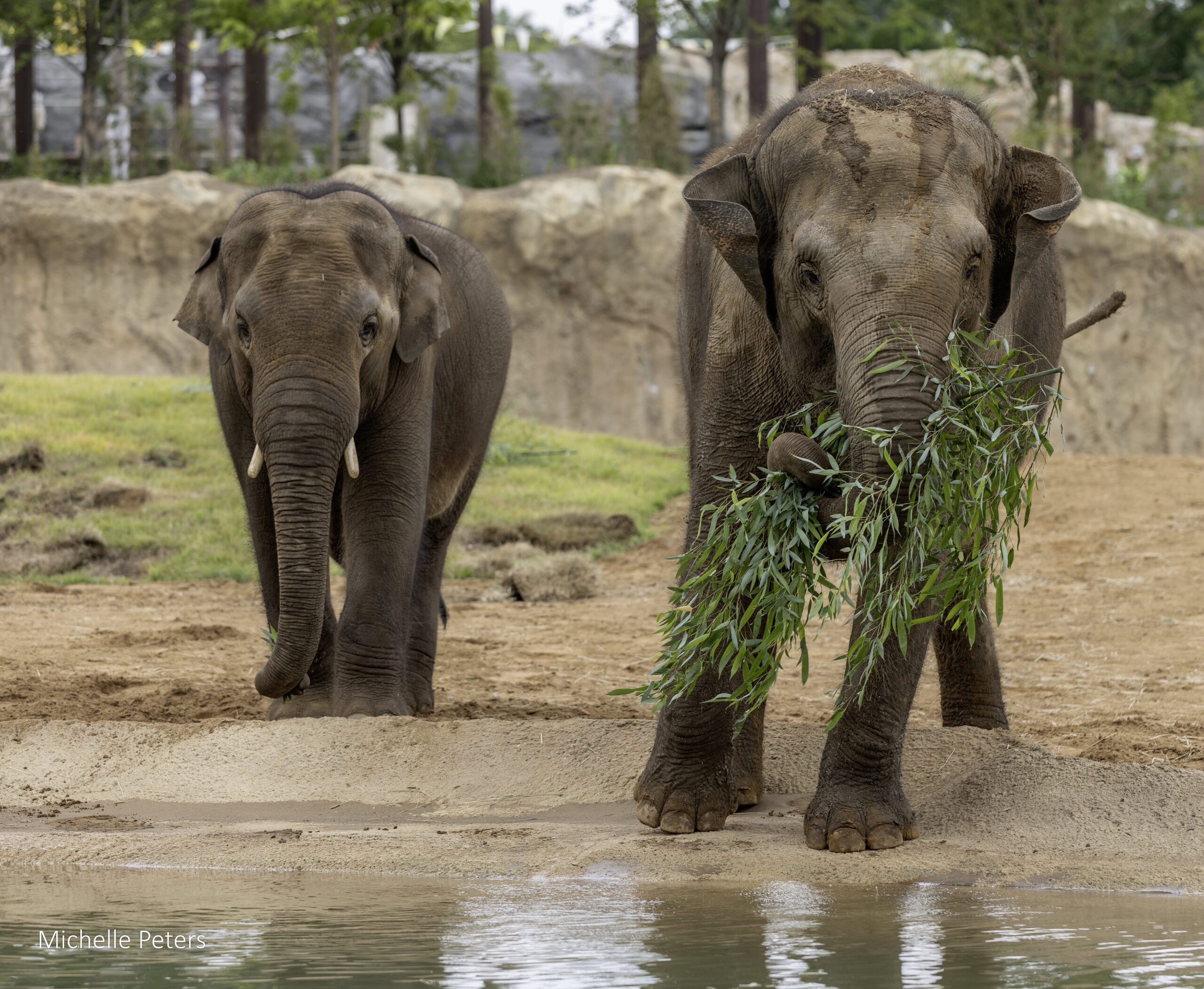 elephant