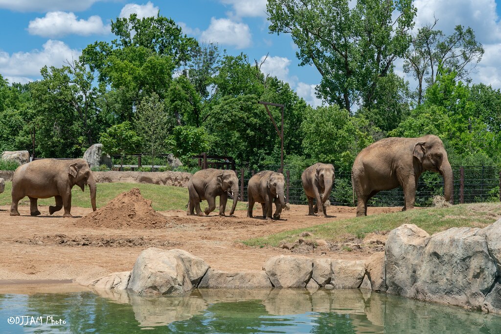 elephant