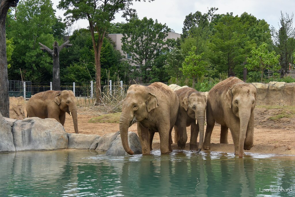 Biggest Habitat in Cincinnati Zoo History Set to Open After Years of Planning, Planting, and Construction!