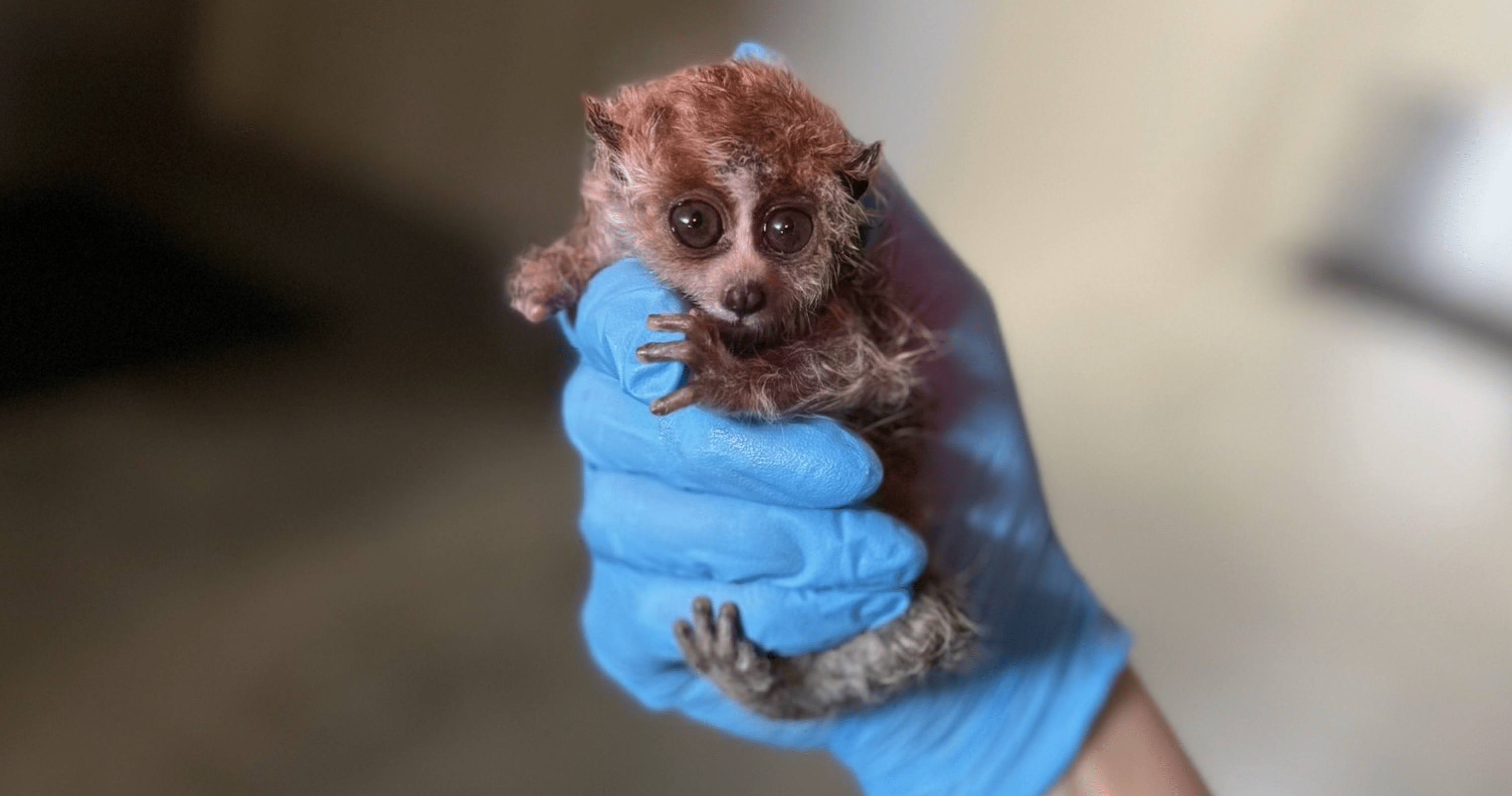 PSL Season: Meet the Cincinnati Zoo’s Newest Addition, Luke!