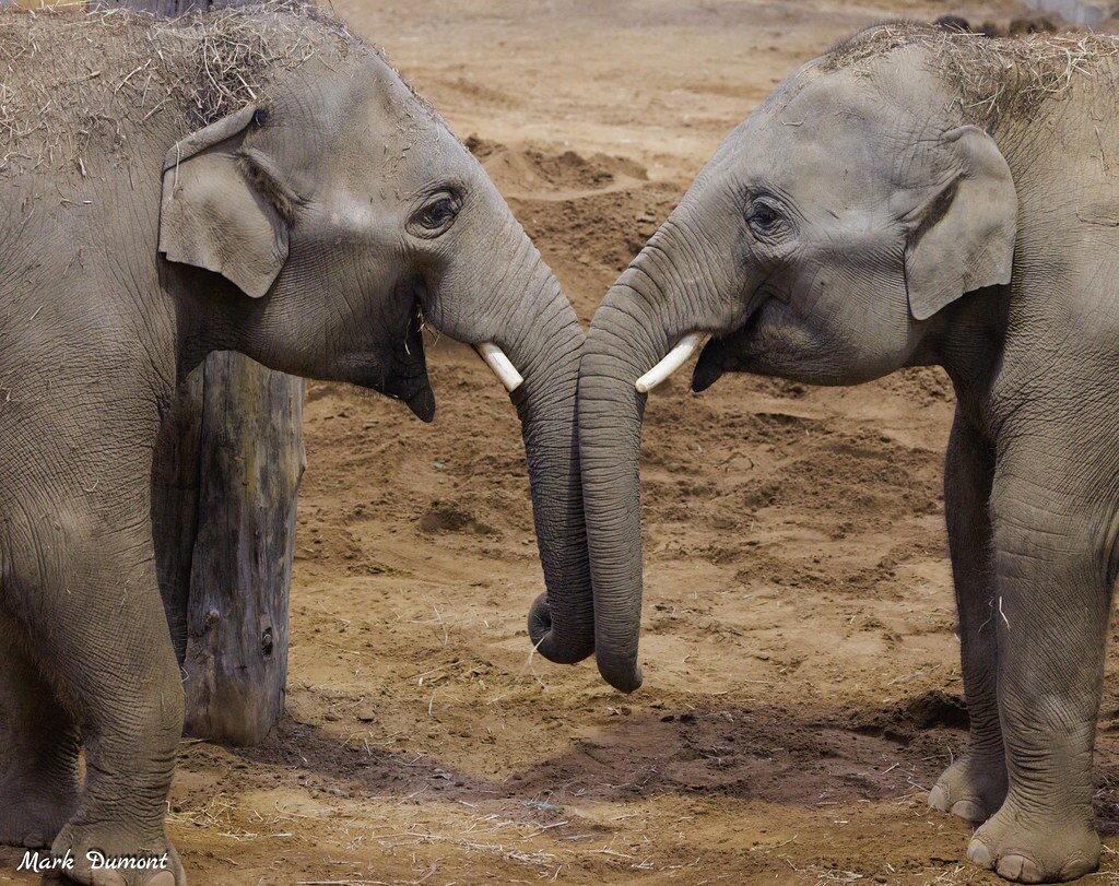 Groundbreaking Vaccine Helps Young Elephants at Cincinnati Zoo Overcome Deadly Virus