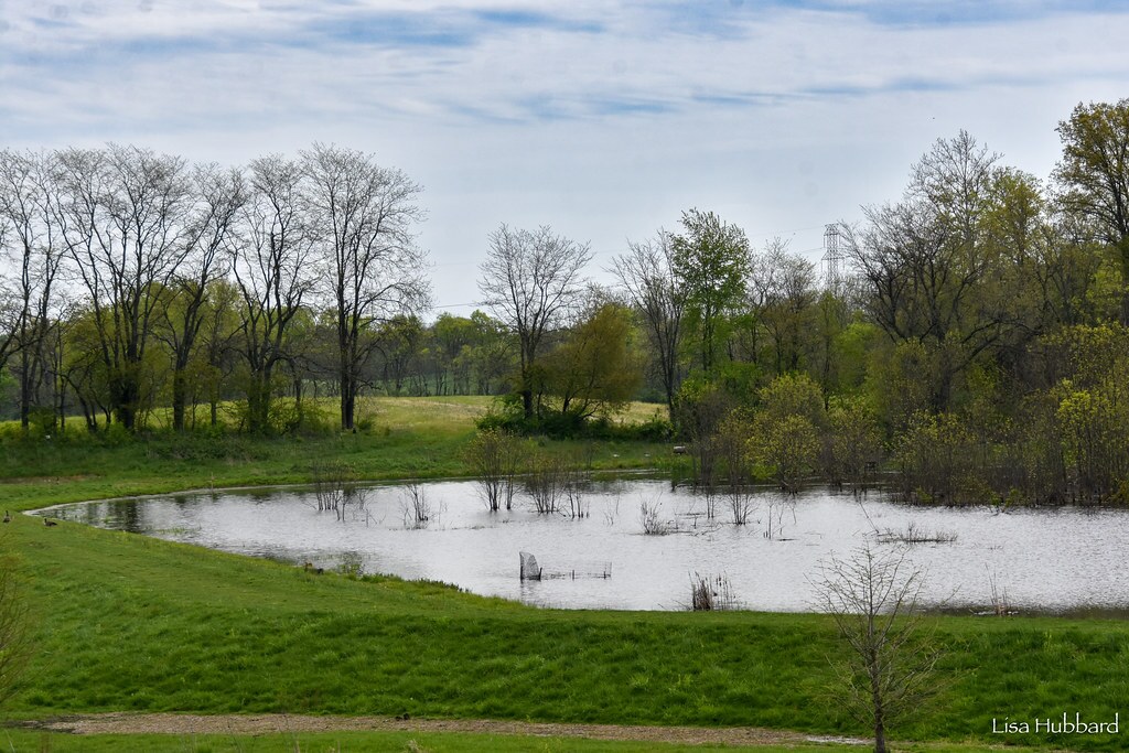 Sustainable Tree Planting at Bowyer Farm: Growing for the Future