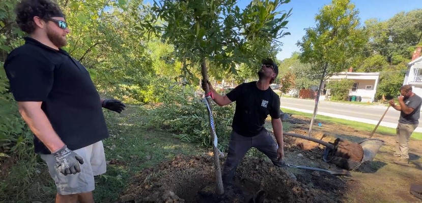 Planting a New Forest on Forest (Avenue)