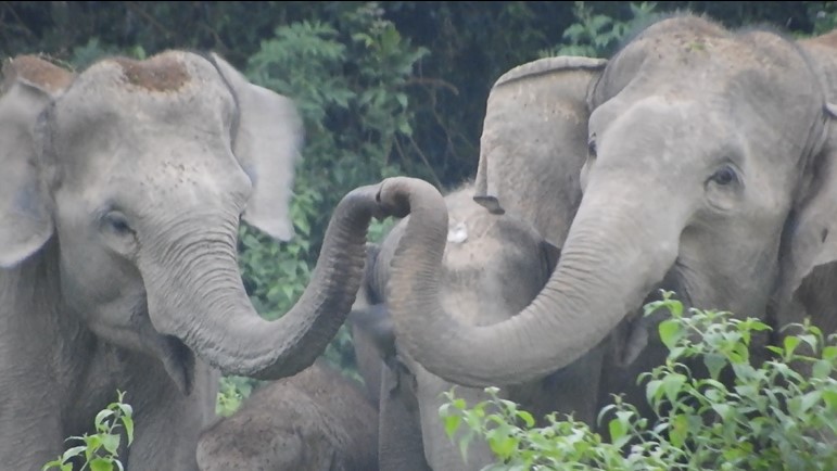 Celebrating an Elephantastic Conservation Milestone
