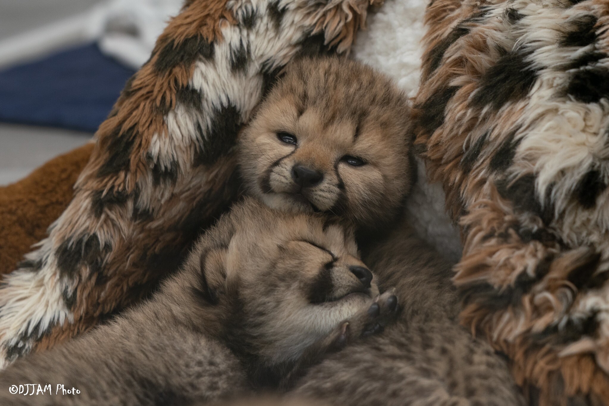 International Cheetah Day 2024: Meet Two Tiny New Ambassadors