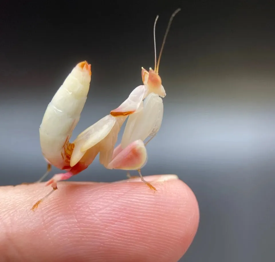 Mantis Mayhem! - Cincinnati Zoo & Botanical Garden
