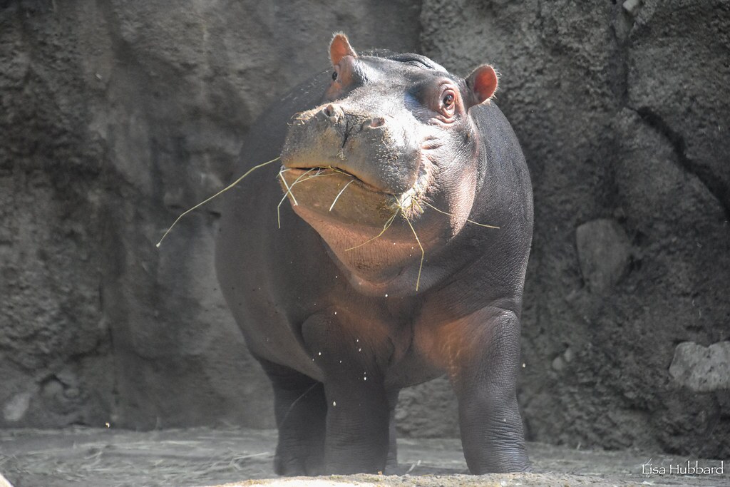 fritz hippo