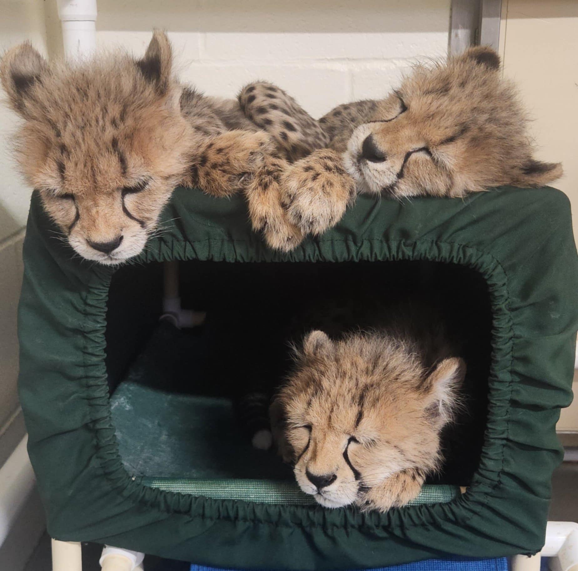 cheetah cubs
