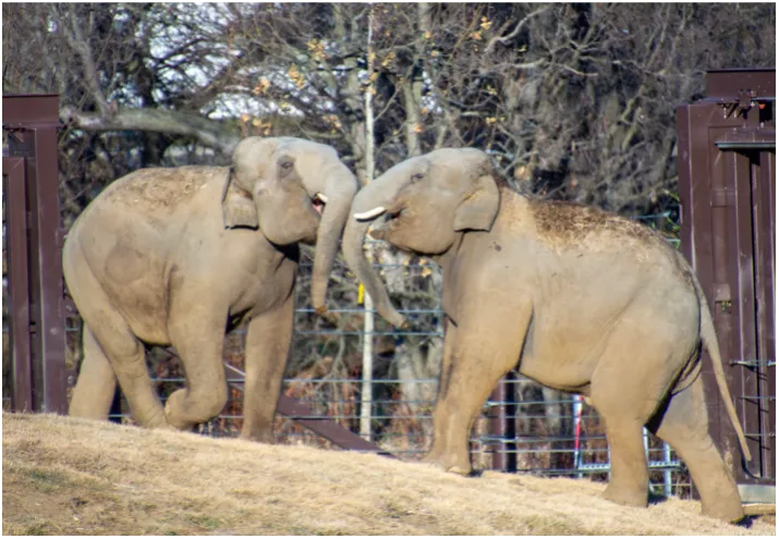 Proactive Measures Appear to be Mitigating EEHV Symptoms for Cincinnati Zoo’s Young Elephants