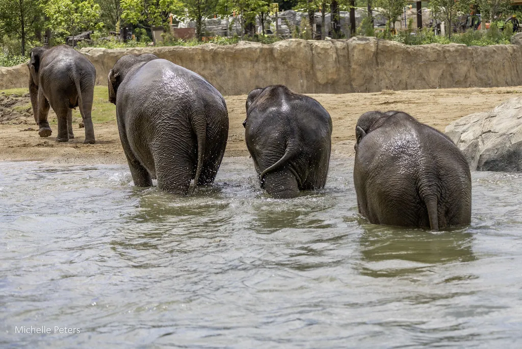 Elephants, Lions, and Kangaroos Walk on Water at the Cincinnati Zoo