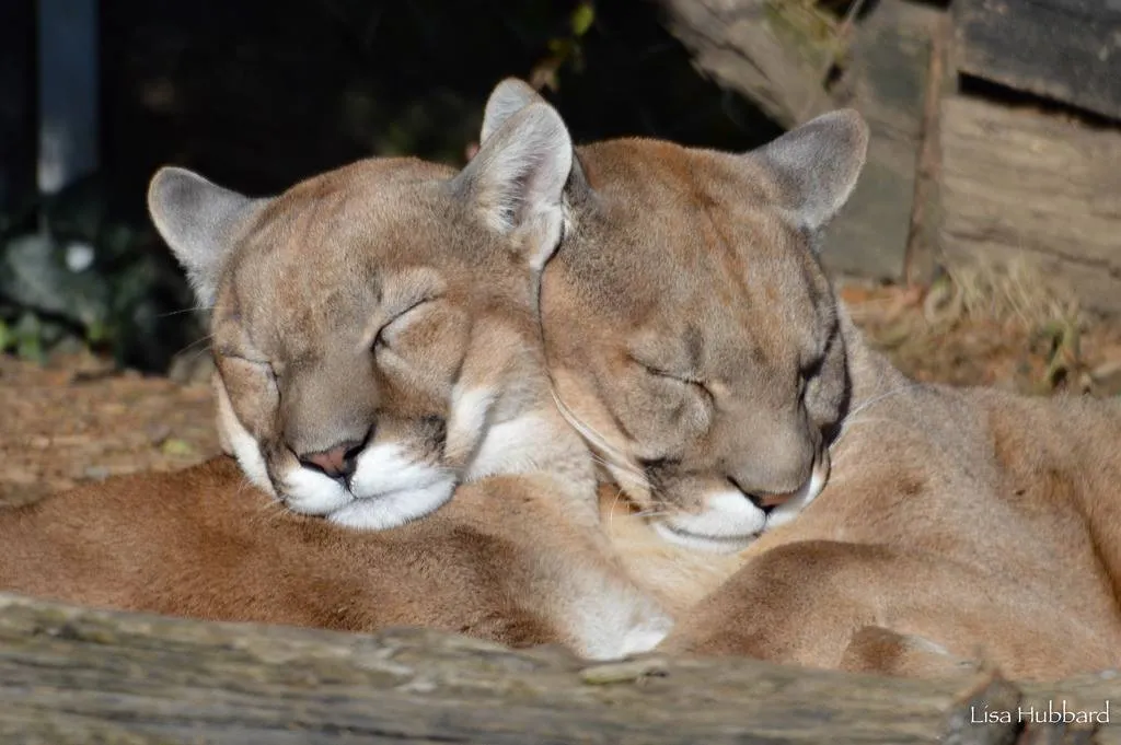 cougars sleeping