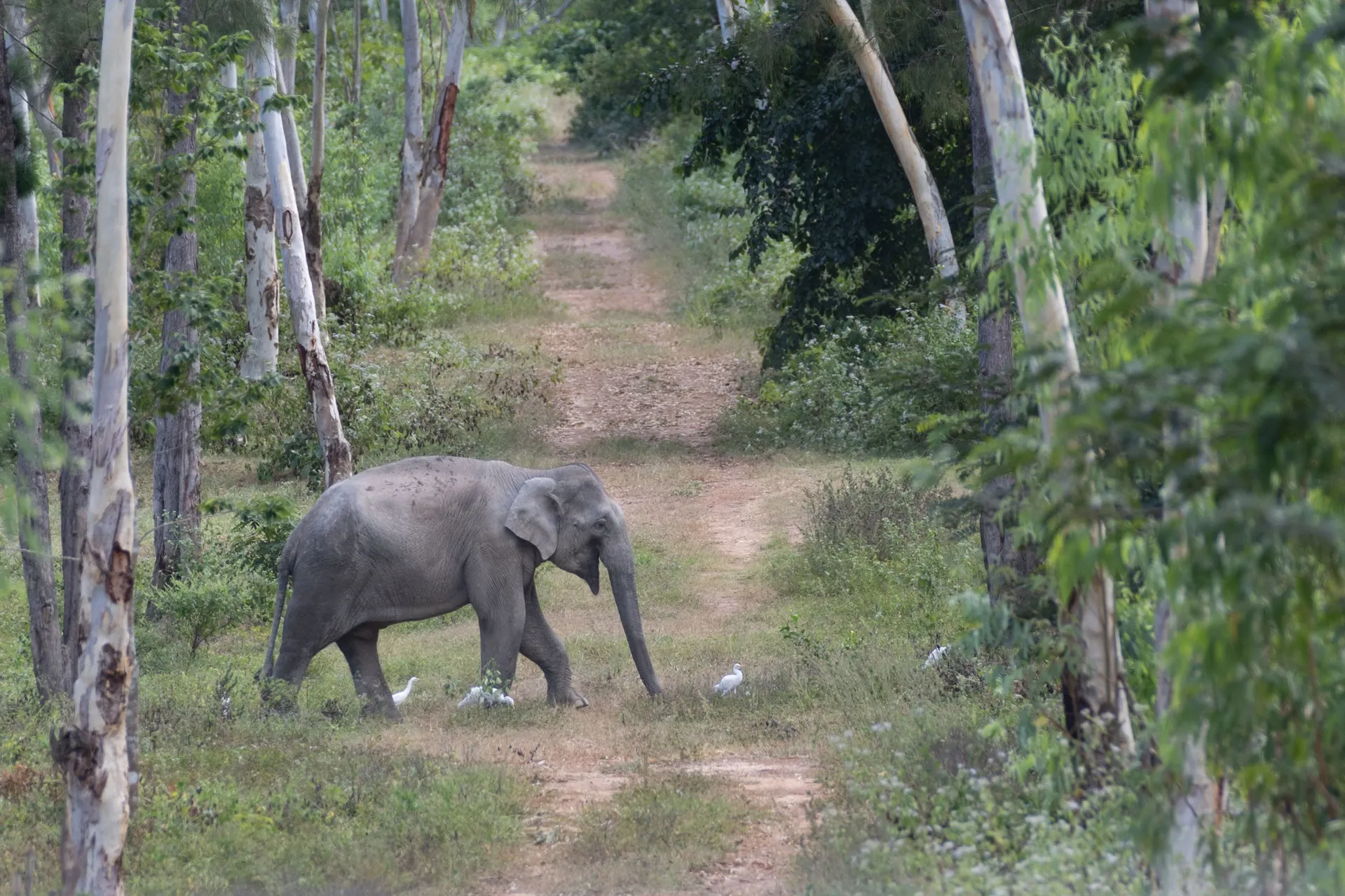 Can You Name That Elephant?
