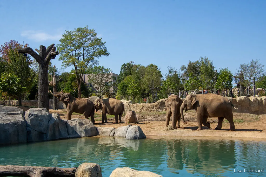 elephants at elephant trek