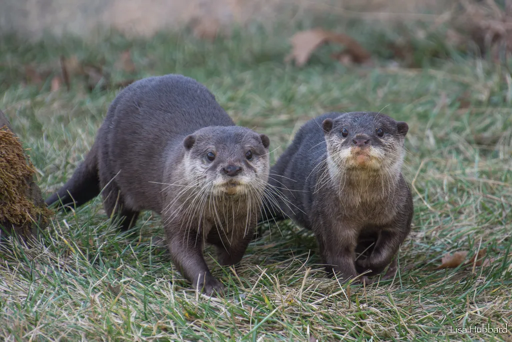 otters at elephant trek