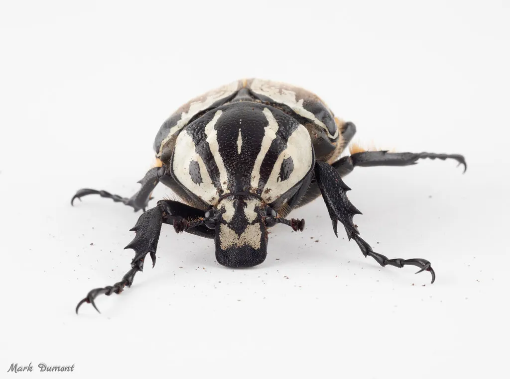 goliath beetle